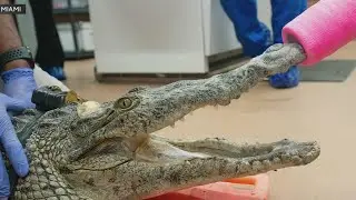 Rescued crocodile names Britney Spears dies after surgery, Zoo Miami says