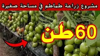 مشروع زراعة طماطم في مساحة صغيرة أو كبيرة أكثر طلب