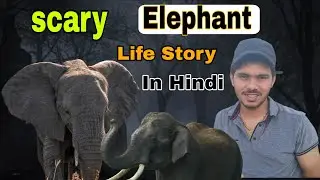 Born to Death हाथी की ज़िंदगी की पूरी कहानी | Elephant Life Story in Hindi