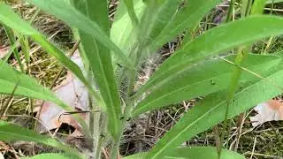 ants mining farms / муравьиные майнинговые фермы