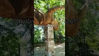 &Delta;&epsilon;&nu; έ&chi;&omega; &delta;&epsilon;&iota; &mu;&epsilon;&gamma;&alpha;&lambda;ύ&tau;&epsilon;&rho;&omicron; &pi;&lambda;ά&tau;&alpha;&nu;&omicron;!! #travel #tree #nature #pilio #tsagarada