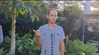 Como ficou minha horta  depois da chuva 