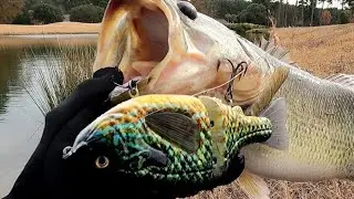 Fishing with a massive pumpkinseed glidebait #bassfishing #daiwa #swimbaitjunkies 