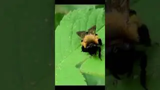 Relaxing Nature Moments Captured