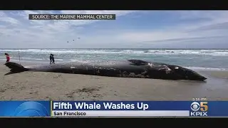 Recent Bay Area Whale Deaths Concern Scientists