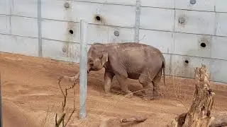 New Elephants 🐘 at Blackpool zoo