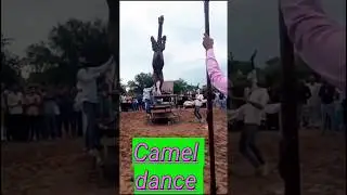 #camel#camel dance#camel festival
