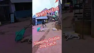 Sleeping Mafia Double Dog Catch in india #dog #india #streetdogrevival #ytviral #pets
