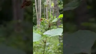 Raining In The Forest 🌧️🌲 #forest #rain #sweden #foryou #los #nature #viral #forupage #raining