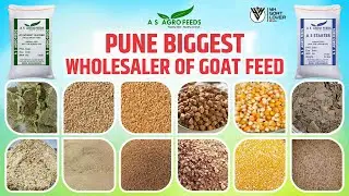 Wholesaler of grains I Pune Biggest Goat Feed shop AS Agro Feeds I YK Goat Lover￼