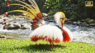 Top 100 Rarest, Weirdest & Most Beautiful Birds on Earth  Nature 4K ASMR