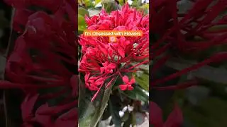 Love like Flowers...🌹 #flowers #love #nature #villagelifestyle #village #naturephotography #youtube
