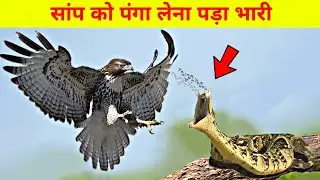 खूंखार पक्षियों के खौफनाक हमले| Deadliest bird attacks | Most dangerous bird attacks |