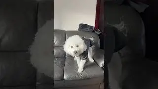 New York trip wrapped! #dog #dogshorts #puppy #newyork #newyear #yoshi #bichonfrise #vacation