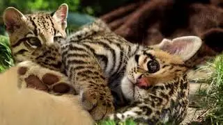 Interesting facts about ocelot by weird square