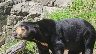 Sun bear cracks enrichment item | Wellington Zoo | Animals | Bears
