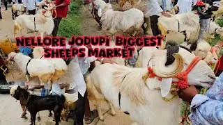 BAIREDIPALLE BIGGEST SHEEPS&GOAT MARKET 24/05/2025