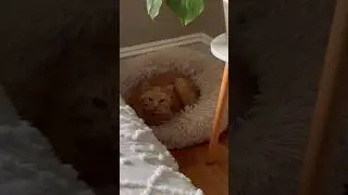 The Most Comfortable Pet Bed For Your Furry Friend