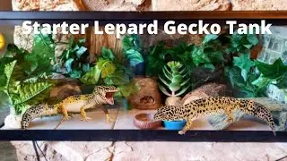 How To Set Up A Leopard Gecko Tank!