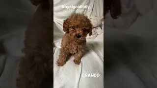Barboncino Red toy