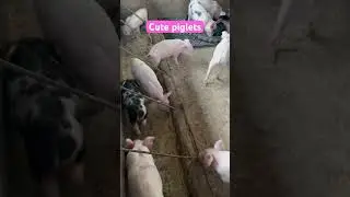 Cute piglets #funny #pig #funnyanimal #cutepiglets #koyukisfarm