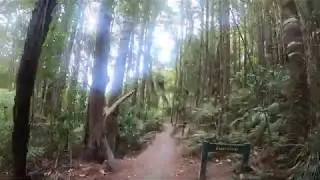 NZ hiking - Kauri loop track