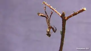 Ghost Mantis L4 male molt - Time Lapse 4x