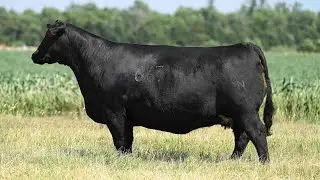 Chestnut Angus: Lot 6