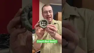 Fast Fossil Bird Nest!