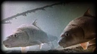What lies beneath the surface... | Underwater footage