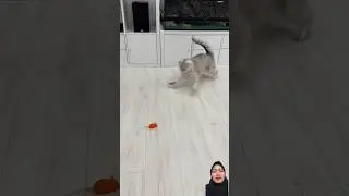 Kucing lucu 😍⁉️ #funny #cat #pets #catlover #kitten #cats #duet  #shorts #fyp #comedy