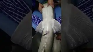 Откуда берется черная икра?