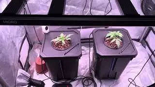 Day 12 - First DWC grow. Things breaking. Apple Pie and Grease Gun Autoflowers.
