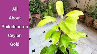 All About Philodendron Ceylon gold, Best indoor air purifier plant, हवा को शुद्ध करने वाला पौधा