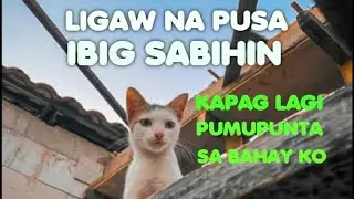 5 IBIG SABIHIN NG PAGDALAW SA BAHAY MO NG MGA PUSANG LIGAW l SWERTE BA KAPAG MAY ALAGANG PUSA #cat