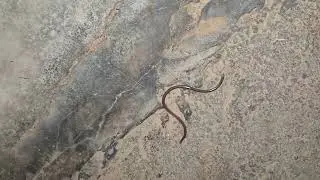 Small snake cought on camera #india #snakevideo #smallsnake #reptiles #reptileworld