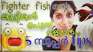 Betta baby caring A to Z | Fighter കുഞ്ഞുങ്ങളെ എങ്ങനെ സംരക്ഷിക്കാം....