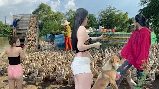 Beautiful Duck Owner & Dog Herd Thousands of Ducks on Boat | 10,000km Journey to Rice Fields