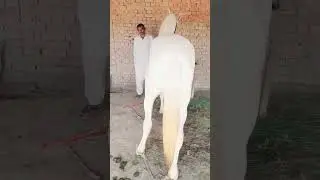 Zula Sial Best Breeder Horse In Pakistan || Zula Sial wala Ghora || Top Breeder Horse In Pakistan