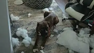 FOR SALE #boxerdog #boxergonewild