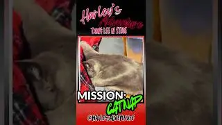 Cat's On A Mission...@HarleysAdventure #funnycatvideo #kitten #catnap