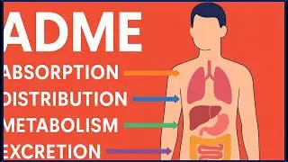 What is ADME in Toxicology?