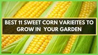 BEST 11 SWEET CORN VARIETIES TO GROW IN YOUR GARDEN | TOP SWEET  CORN VARIETIES | TYPES OF MAIZE