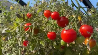 Q&A : early tomatoes | cold frames | burnout | suckers | mice
