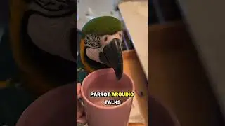 Top 5 Animals That Act Way Too Human 🐾