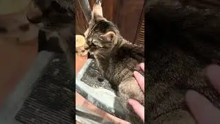 Kanaani Cats Resolve Conflict Above Ground