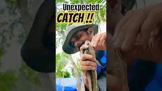 From Calm to Chaos! Snakehead Strikes My Unattended Rod 🐟🔥