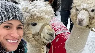 Winter Wanderland Holiday Market - Our Last Market of 2025! 