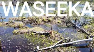 Waseeka Holliston, Ma