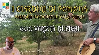I GIARDINI DI POMONA: paradiso botanico in Valle d'Itria con 600 varietà di fichi